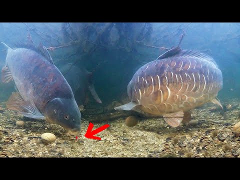 Best underwater fishing moments (carp and other fish)