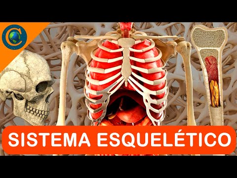 SISTEMA ESQUELÉTICO