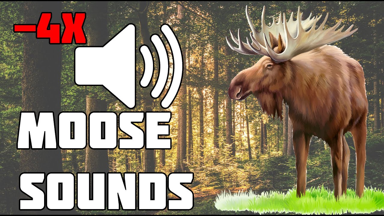 The sound of a moose. Wild sounds of moose. Animal communication. -4X