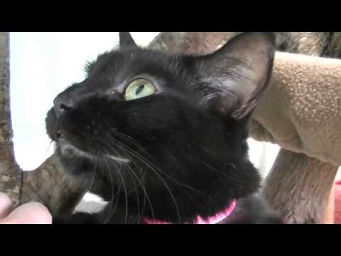 Furkids - Polly 14256