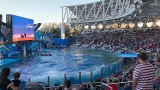 Orca Show - SeaWorld Orlando