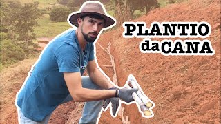 Plantio da cana-de-açúcar — passo a passo
