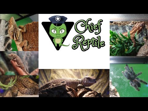 Visiting Chief Reptile! Amazing Reptile Store Tour 2022