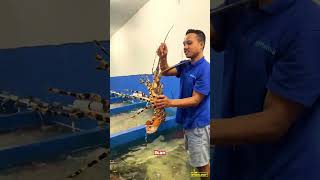 Download lagu THE BIGGEST CRAB, LOBSTER, SEAFOOD I'VE EVER EATEN AND IT'S DELICIOUS EVEN EATING IT RAW!! mp3 Download lagu THE BIGGEST CRAB, LOBSTER, SEAFOOD I'VE EVER EATEN AND IT'S DELICIOUS EVEN EATING IT RAW!! mp3