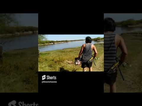 pesca en llambi campbell #shorts #vacas #pesca