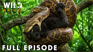 Download lagu WILD AMAZON | Only the Strongest Predators Will Survive | FULL EPISODE | Wildlife Documentary mp3