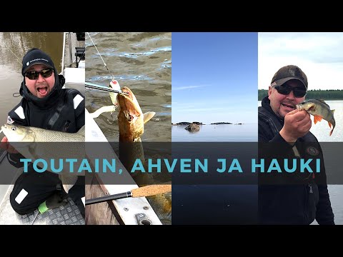 Toutain, ahven ja hauki