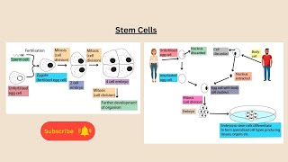 Stem Cells for AQA GCSE Biology and Combined Science