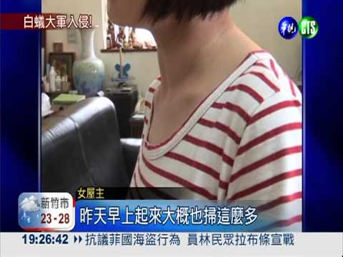 白蟻大軍進攻! 木製裝潢被啃爛