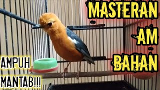 Download lagu Masteran Harian AM Bahan agar cepat Bunyi | Anis merah ngriwik santai mp3 Download lagu Masteran Harian AM Bahan agar cepat Bunyi | Anis merah ngriwik santai mp3