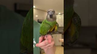 What to do if parrot gets hormonal when you hold them?