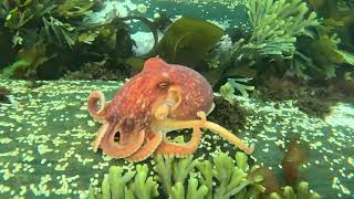 Back to the Moray Firth: Releasing our Lesser Octopus