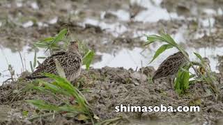 コシャクシギ、アメリカウズラシギ、ハリオシギ!!(動画あり)