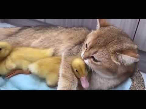 Surprising Connection: Cat Licking Ducklings