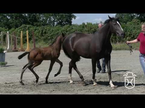 A506 Stutfohlen von Quiran - Heraldik xx - Cinzano