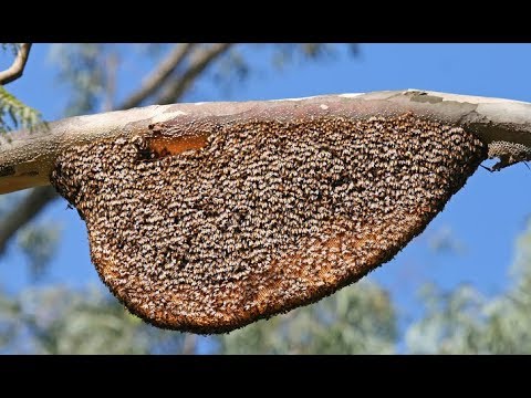 Amazing Facts About Honey Bees