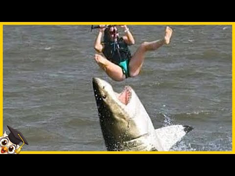 The 15 Most Terrifying Shark Moments Caught on Camera - Part 2