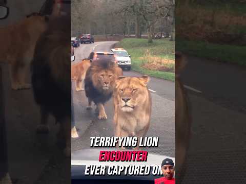 The king of the jungle is in his element.😯🤫 #lion #eddienketiah #reggienbollie #faithiabalogun