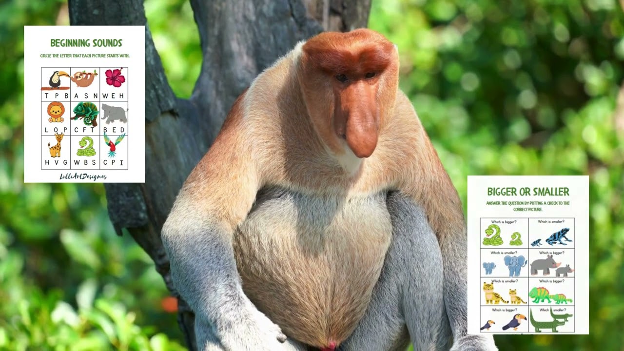 Welcome to the Jungle ! Rainforest animals worksheets for Preschoolers