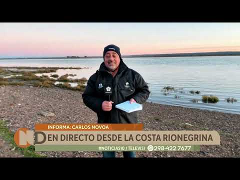 Rescataron a un lobo marino en San Antonio Oeste