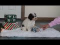 Mini Aussiedoodle dogs for sale: Sugary - Video 1