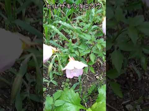 大きな月見草 植物