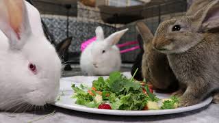 Just for Fun with Some of Our Buns! |Rabbits|Bunnies Eating|ASMR|