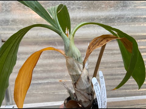 Catasetum Care- Winter