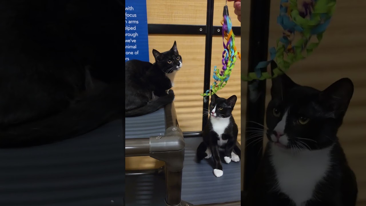Enlarge Kyra, a ADOPTABLE mixed breed in Centreville, VA video 2/5