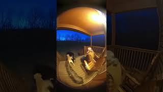 Dogs protect old man  #ai #animals #doorbellcam #memes #funny #dog #bear #brave