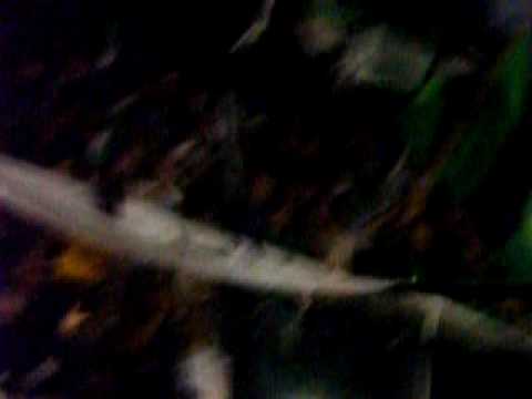 LDS - Verde, mi buen amigo..