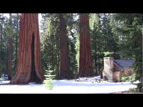 Sequoia Flute Music Meditation by Todd Boston - Music in the Wild