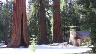 Sequoia Flute Music Meditation by Todd Boston - Music in the Wild