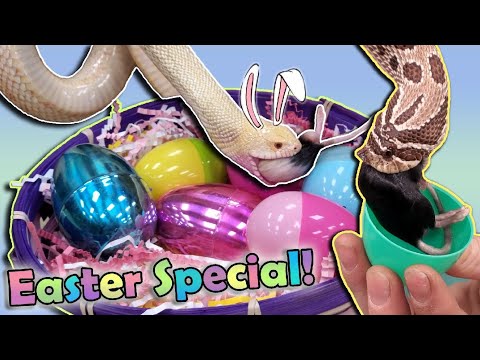 Our Reptiles go on an Easter Egg Hunt!