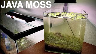 How to Grow Java Moss in Your Planted Aquarium!!!