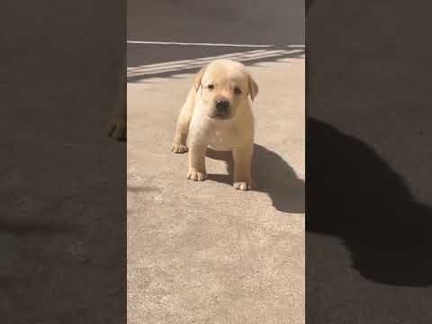26days old Labrador puppy in Hazaribagh Jharkhand India #shorts #shortsvideos @dynamicdogs