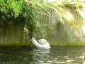 Knut Und Die Zweige 01 05 2009