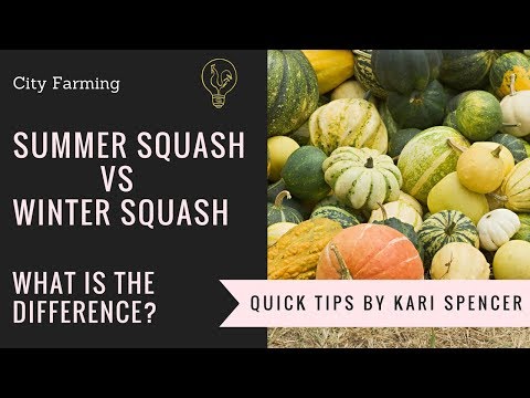 download lagu mp3 mp4 Summer Squash And Winter Squash, download lagu Summer Squash And Winter Squash gratis, unduh video klip Summer Squash And Winter Squash