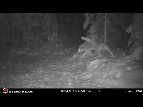 Lynx vs Coyote - Lynx attacks a coyote