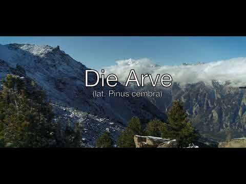 Arvenkugeln, die Kraft der Königin der Alpen