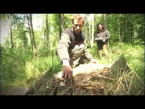 444 Energiewende Holzschnitzelkraftwerke - RWE hat 28  -als Geschäftsidee - 13 Cent/KW geschenkt