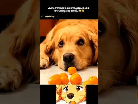 ഈ നോട്ടത്തിൽ ആരാ ഒന്ന്  വീഴാത്തെ 😪😜#yt shorts #cute dog#funny dog#dog lover#kunjikilies vlog 💕