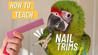 How to Teach Parrot to Let You Trim Nails - Step By Step Claw Trimming Training