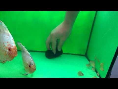 Cleaning aquarium breed discus 50 litres