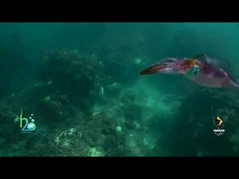 A 40 second film summary of Squid fish.(Ropme Sea Area).