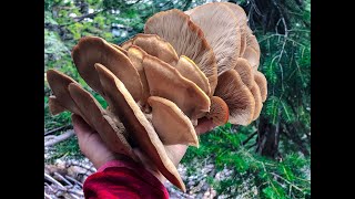 Doğal istiridye mantarı bulan adamın delirme anları...