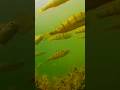 Video Thumbnail for Big school of perch chasing  my jig ? #perch #fishing  #shorts