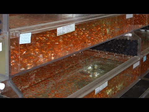 Segrest Farms Tour - America's Largest Aquarium Fish Distributor