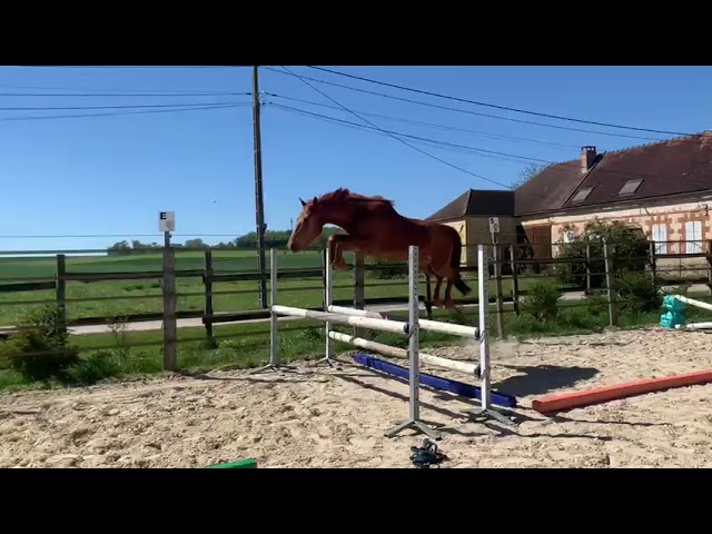 Jument by Mylord Carthago 4ans