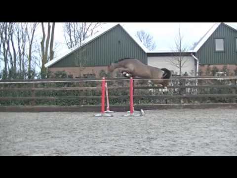4yo Falaise de Muze x Kojak Gelding ~ Loose-jumping